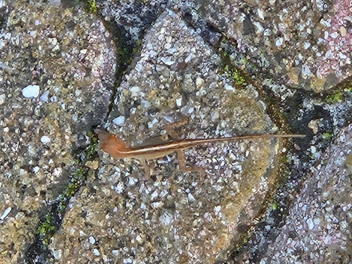 Brown Anole