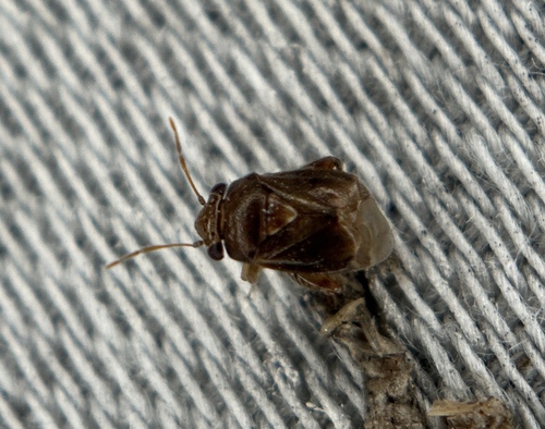 Coridromius, 2025-10-28