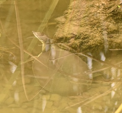 Apalone spinifera emoryi