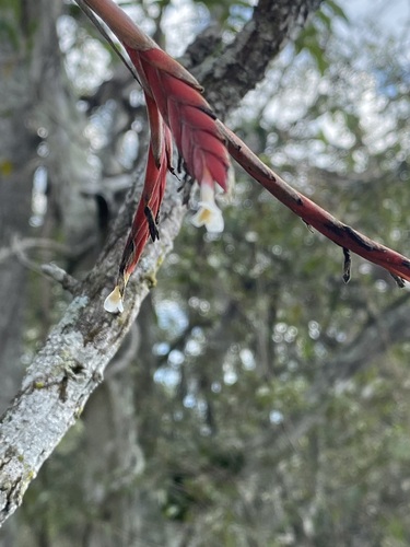 Tillandsia vernicosa, photograph 4