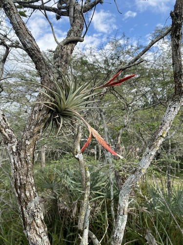 Tillandsia vernicosa, photograph 3