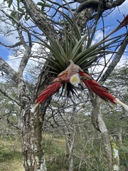Thomaz Ricardo Favreto Sinani, CC BY, iNaturalist via GBIF Tillandsia vernicosa, photograph Thomaz Ricardo Favreto Sinani, CC BY, iNaturalist via GBIF