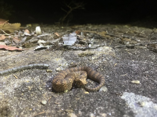 Southern Death Adder sighting