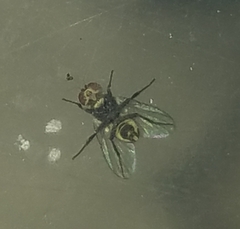 Calycomyza eupatorivora