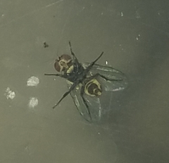 Calycomyza eupatorivora