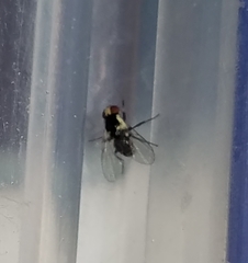 Calycomyza eupatorivora