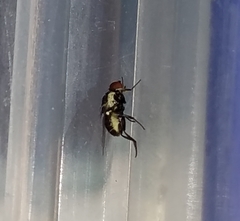 Calycomyza eupatorivora