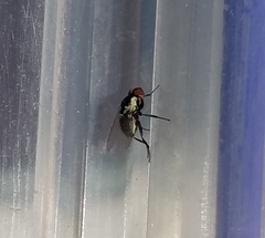 Calycomyza eupatorivora