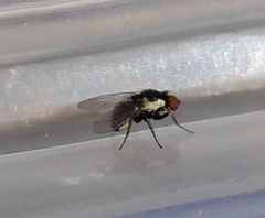 Calycomyza eupatorivora