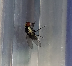 Calycomyza eupatorivora