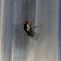 Calycomyza eupatorivora