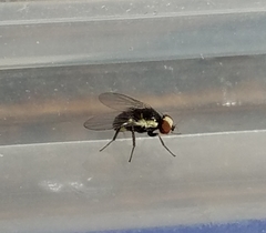 Calycomyza eupatorivora