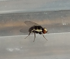 Calycomyza eupatorivora