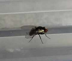 Calycomyza eupatorivora