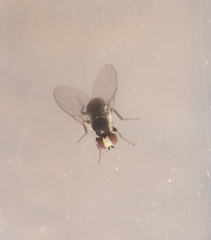 Calycomyza eupatorivora