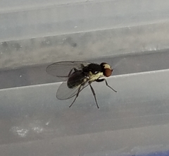 Calycomyza eupatorivora