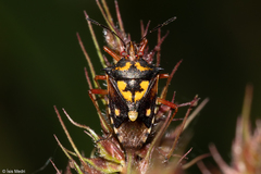 Oebalus poecilus