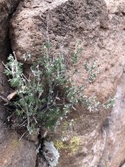 Galium stellatum eremicum
