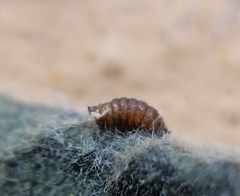 Calycomyza eupatorivora