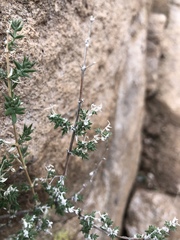 Galium stellatum eremicum