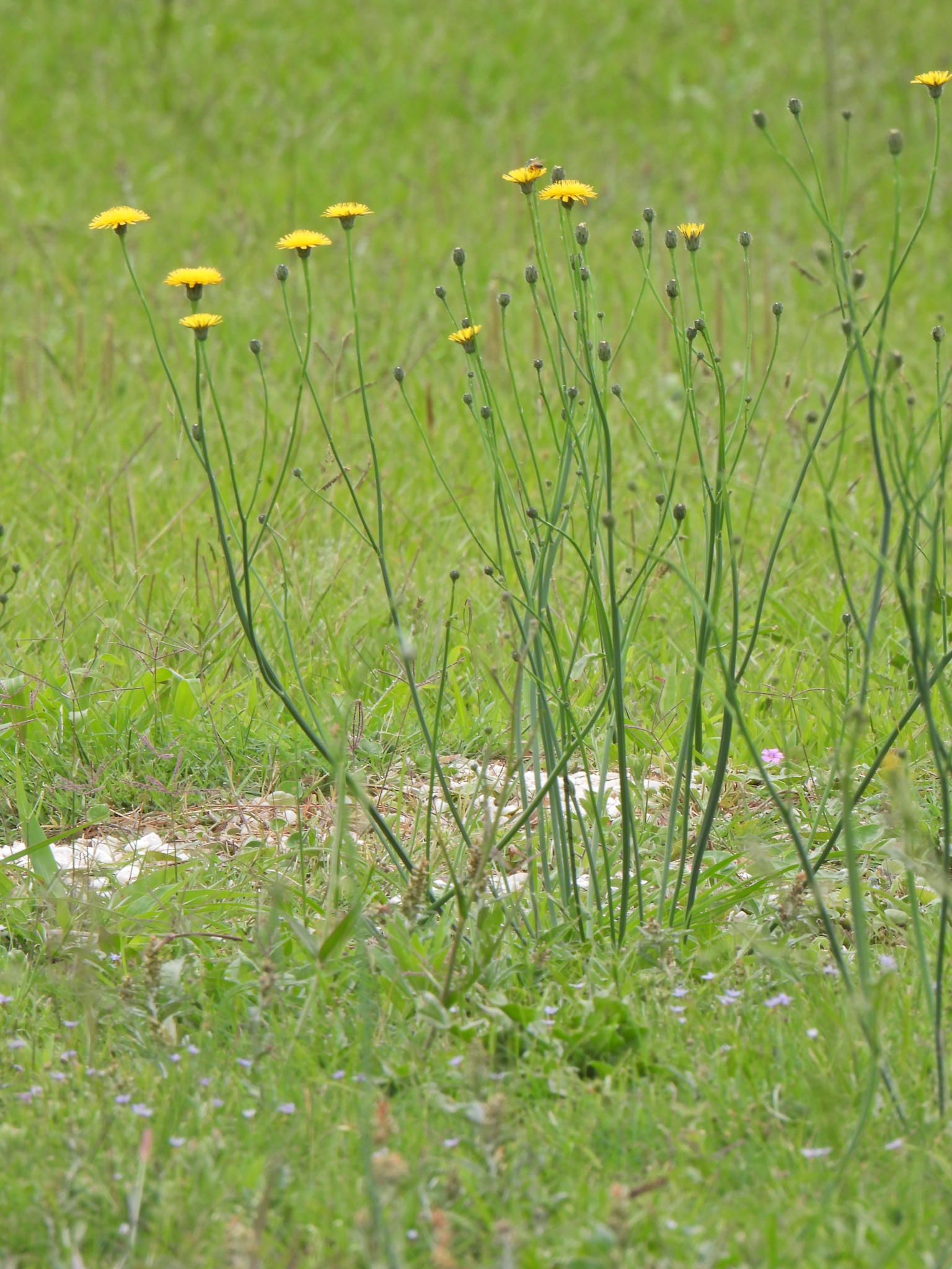 Hypochaeris radicata
