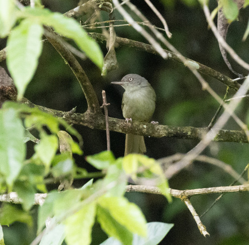 Kretschmer's Longbill (Macrosphenus kretschmeri), photo 2