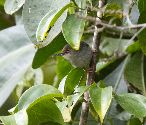 Long-billed Forest Warbler (Artisornis moreaui), photo 7