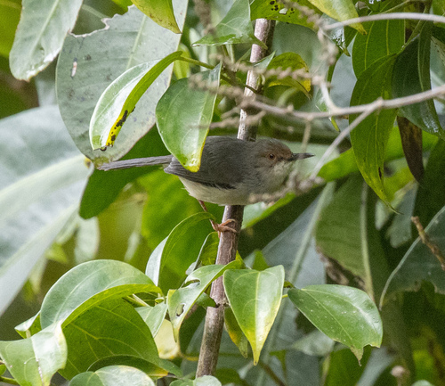 Long-billed Forest Warbler (Artisornis moreaui), photo 2