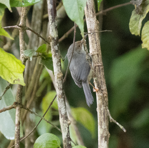 Long-billed Forest Warbler (Artisornis moreaui), photo 8