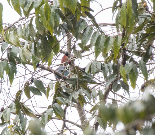 Fischer's Turaco (Tauraco fischeri), photo 7