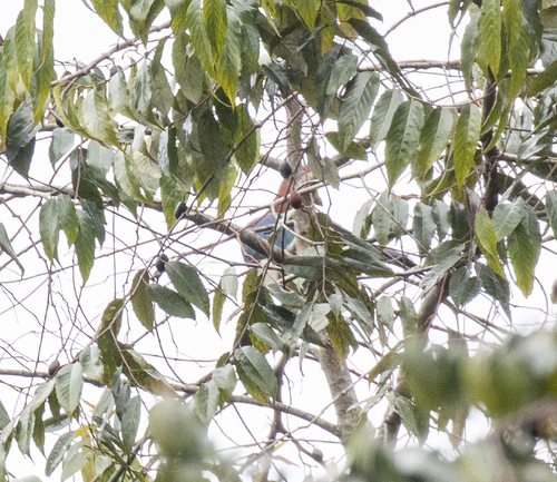 Fischer's Turaco (Tauraco fischeri), photo 8
