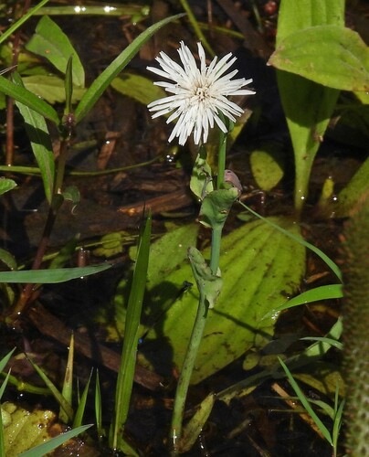 Picrosia longifolia, photograph 5