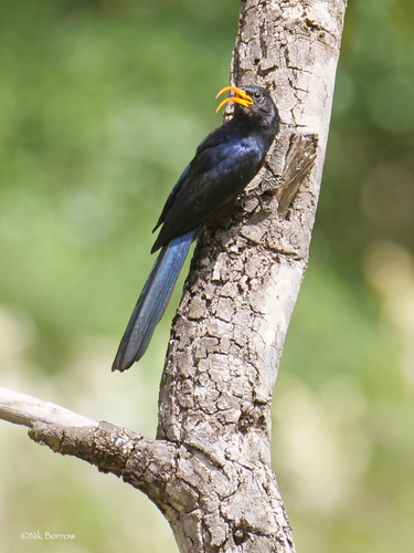 Abyssinian Scimitarbill
