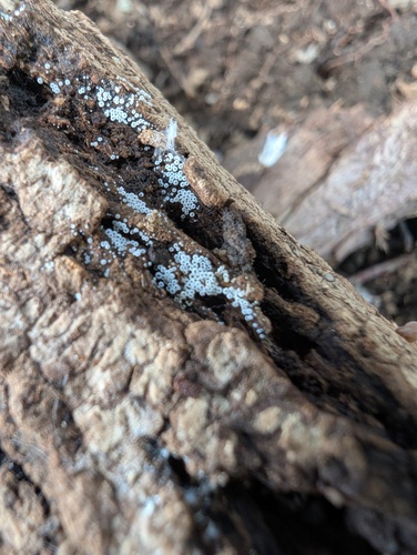 Henningsomyces candidus