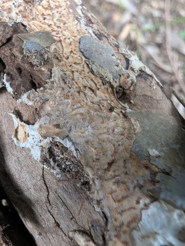 Lopharia cinerascens