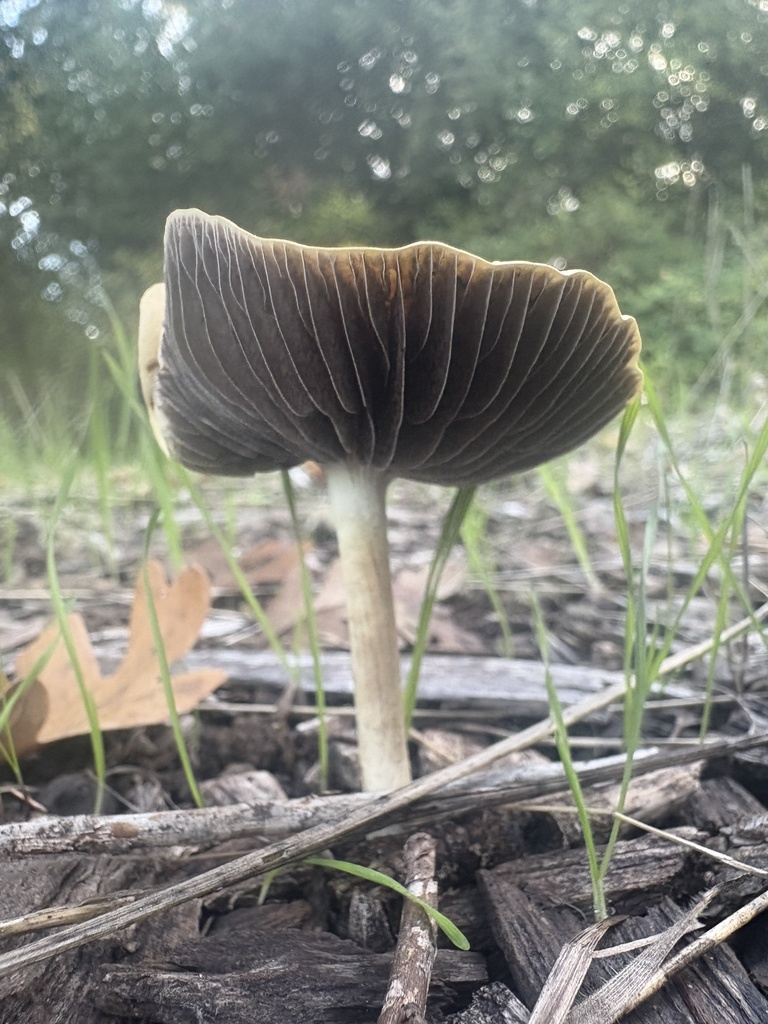 Leratiomyces percevalii · October 2025 · photo: © jzupan (iNaturalist, cc-by)