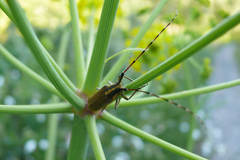 Agapanthia annularis