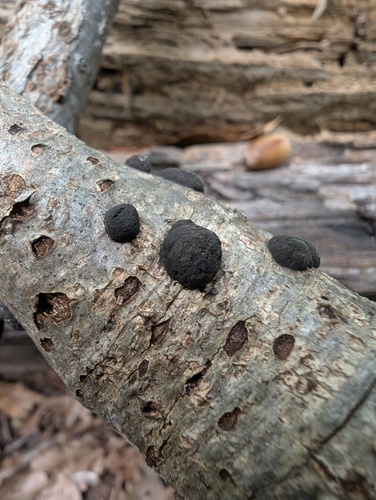 Annulohypoxylon truncatum