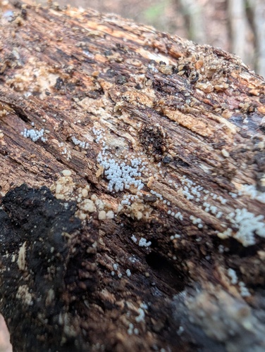 Henningsomyces candidus