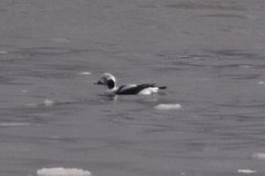 Clangula hyemalis image