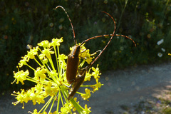 Agapanthia annularis