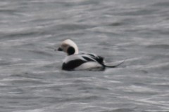 Clangula hyemalis image