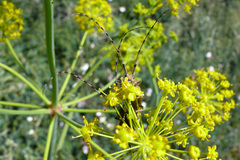 Agapanthia annularis