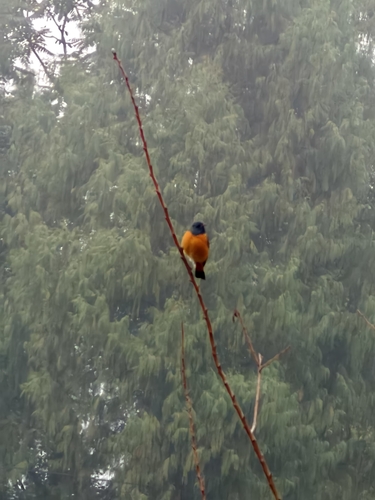 Blue-fronted Redstart