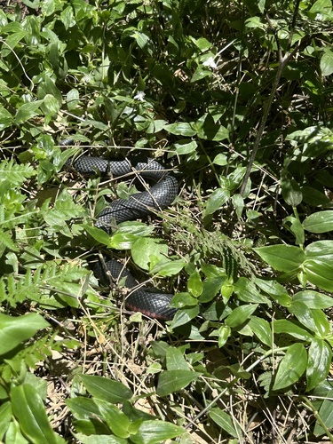 Red-bellied Black Snake sighting