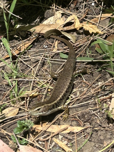 Eulamprus quoyii