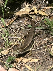 Eastern Water-Skink photo 1