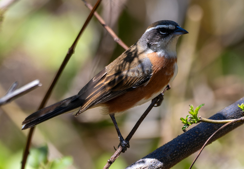 Bolivian Warbling Finch (Poospiza boliviana), photo 6