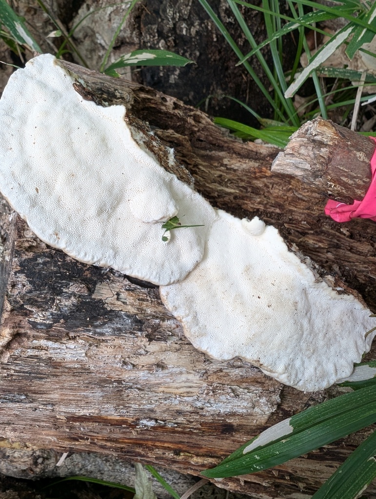 Trametes orientalis