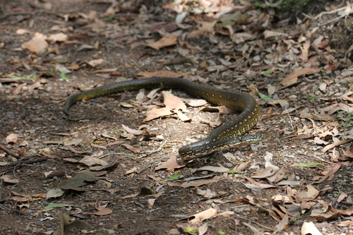 Diamond Python sighting